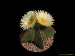 Astrophytum myriostigma v. nudum 1213
